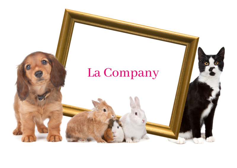 image la company avec chat chien lapin