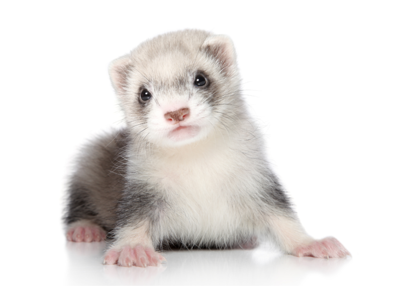 image furet animaux et company