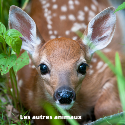 photo les autres animaux